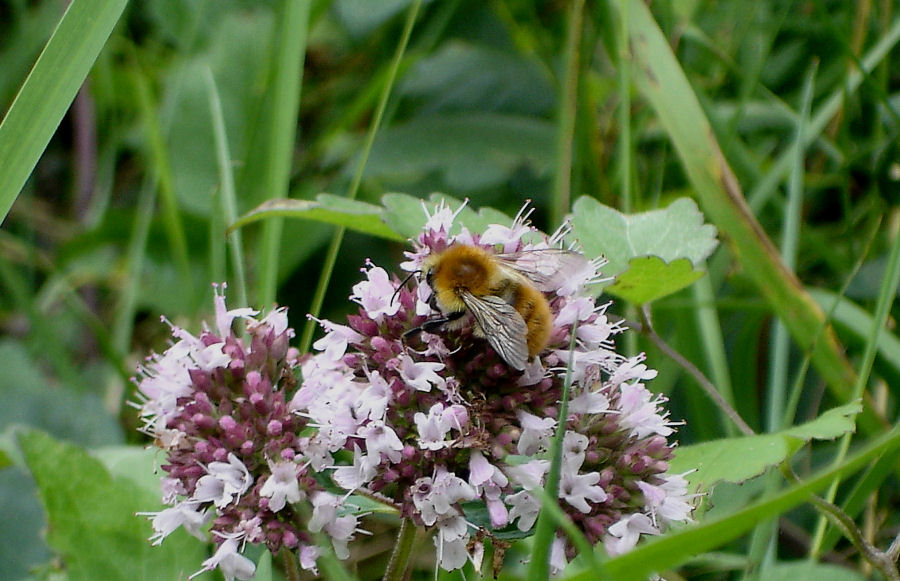 Carrellata di Bombus di varie specie